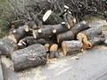 Приму чурбаки, спил и обрезь деревьев