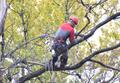 Спил деревьев, обрезка веток. Уборка территорий